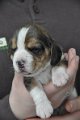 Afb_20130416_Lily (1)